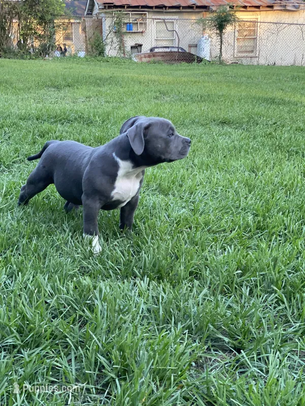 Ladybug – American Bully puppy for sale in Columbia, SC