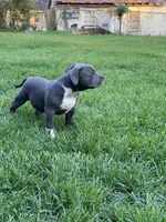 Ladybug, a female American Bully for sale in Columbia, SC – 1 of 10
