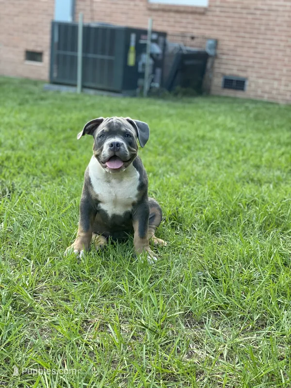 Bruno – American Bully puppy for sale in Columbia, SC