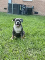 Bruno, a male American Bully for sale in Columbia, SC – 1 of 6