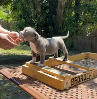 Ladybug, a female American Bully for sale in Columbia, SC – 3 of 7