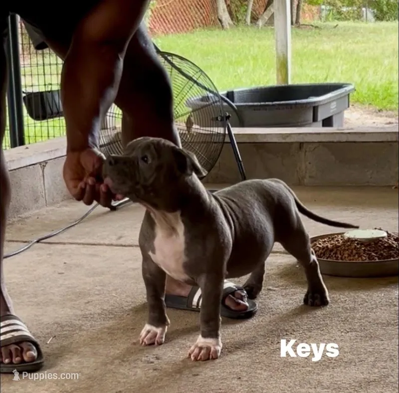Keys – American Bully puppy for sale in Columbia, SC