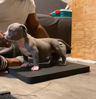 Queenie, a female American Bully for sale in Columbia, SC – 2 of 5