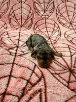 Jean Grey, a female Miniature Dachshund for sale in Denton, TX – 2 of 5