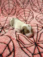 Spider Man , a male Miniature Dachshund for sale in Denton, TX – 2 of 3