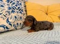 Spider-Man , a male Miniature Dachshund for sale in Denton, TX – 8 of 8
