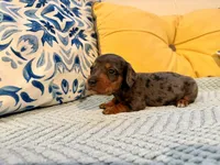 Spider-Man , a male Miniature Dachshund for sale in Denton, TX – 7 of 8