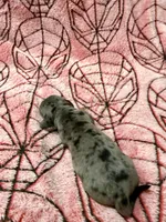 Ned, a male Miniature Dachshund for sale in Denton, TX – 4 of 4