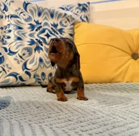 Spider-Man , a male Miniature Dachshund for sale in Denton, TX – 2 of 8