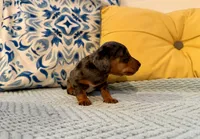 Spider-Man , a male Miniature Dachshund for sale in Denton, TX – 3 of 8