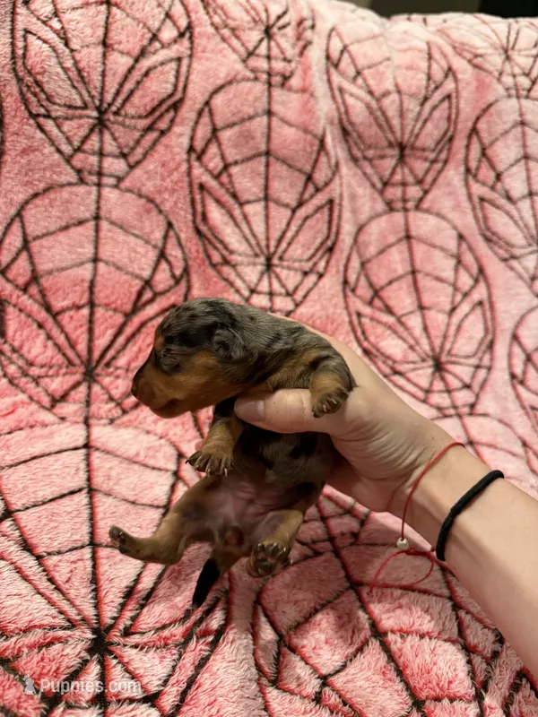 Jean Grey – Miniature Dachshund puppy for sale in Denton, TX