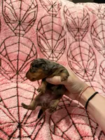Jean Grey, a female Miniature Dachshund for sale in Denton, TX – 1 of 5