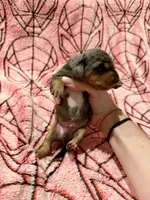 Ned, a male Miniature Dachshund for sale in Denton, TX – 2 of 4