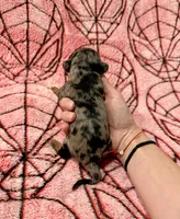 Jean Grey, a female Miniature Dachshund for sale in Denton, TX – 4 of 5