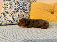 Spider-Man , a male Miniature Dachshund for sale in Denton, TX – 4 of 8