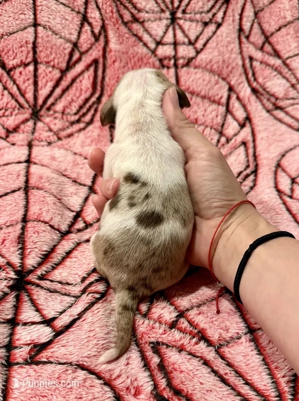 Spider Man  – Miniature Dachshund puppy on hold in Denton, TX