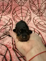 MJ , a female Miniature Dachshund for sale in Denton, TX – 3 of 4