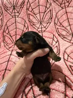 MJ , a female Miniature Dachshund for sale in Denton, TX – 2 of 4