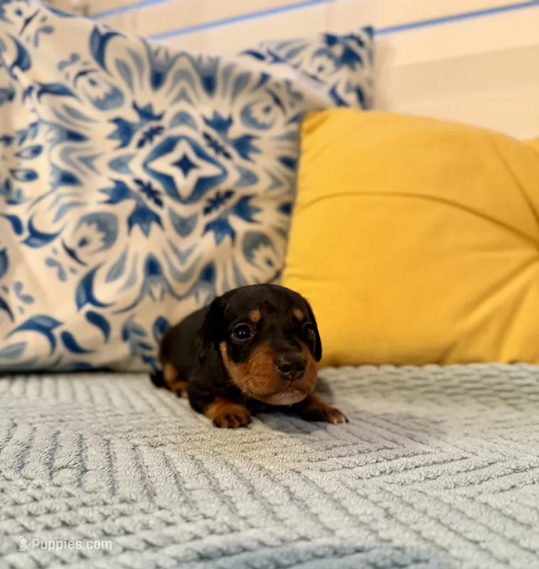 The Punisher  – Miniature Dachshund puppy for sale in Denton, TX