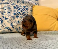 Spider-Man , a male Miniature Dachshund for sale in Denton, TX – 5 of 8