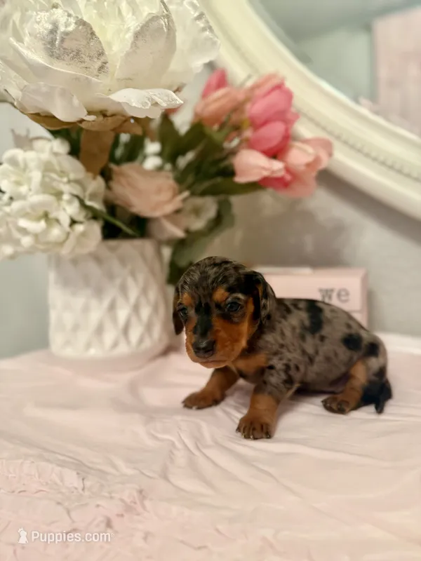 Jean Grey – Miniature Dachshund puppy for sale in Denton, TX