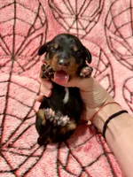 The Punisher , a male Miniature Dachshund for sale in Denton, TX – 1 of 4