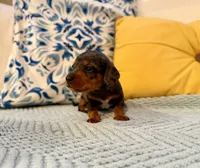 Spider-Man , a male Miniature Dachshund for sale in Denton, TX – 1 of 8