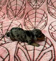 Jean Grey, a female Miniature Dachshund for sale in Denton, TX – 3 of 5