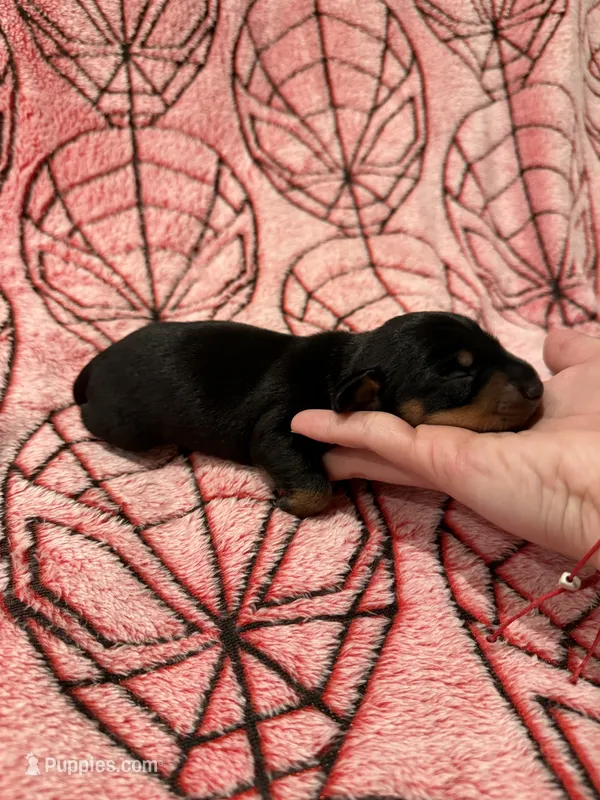 MJ  – Miniature Dachshund puppy for sale in Denton, TX