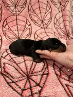 MJ , a female Miniature Dachshund for sale in Denton, TX – 1 of 4