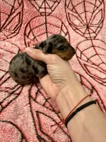 Jean Grey, a female Miniature Dachshund for sale in Denton, TX – 5 of 5