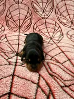 The Punisher , a male Miniature Dachshund for sale in Denton, TX – 4 of 4