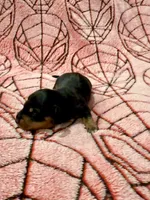 The Punisher , a male Miniature Dachshund for sale in Denton, TX – 2 of 4