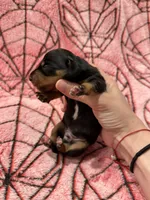 The Punisher , a male Miniature Dachshund for sale in Denton, TX – 3 of 4
