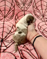Spider Man , a male Miniature Dachshund for sale in Denton, TX – 3 of 3