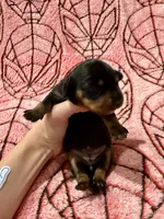 MJ , a female Miniature Dachshund for sale in Denton, TX – 4 of 4