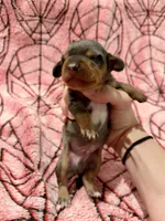 Ned, a male Miniature Dachshund for sale in Denton, TX – 1 of 4
