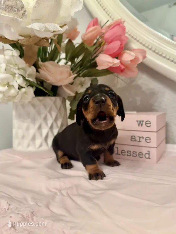 MJ  – Miniature Dachshund puppy for sale in Denton, TX