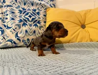 Spider-Man , a male Miniature Dachshund for sale in Denton, TX – 6 of 8