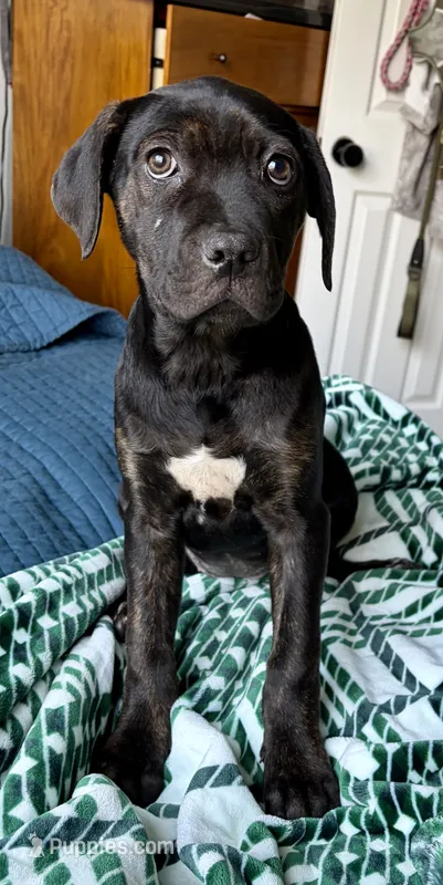 Maxx  – Cane Corso puppy for sale in Modesto, CA