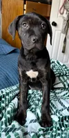 Maxx , a female Cane Corso for sale in Modesto, CA – 1 of 2