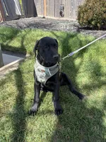 Apallo, a male Cane Corso for sale in Modesto, CA – 1 of 3