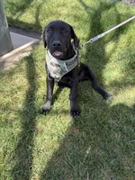 Apallo, a male Cane Corso for sale in Modesto, CA – 2 of 3