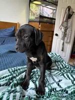 Maxx , a female Cane Corso for sale in Modesto, CA – 2 of 2