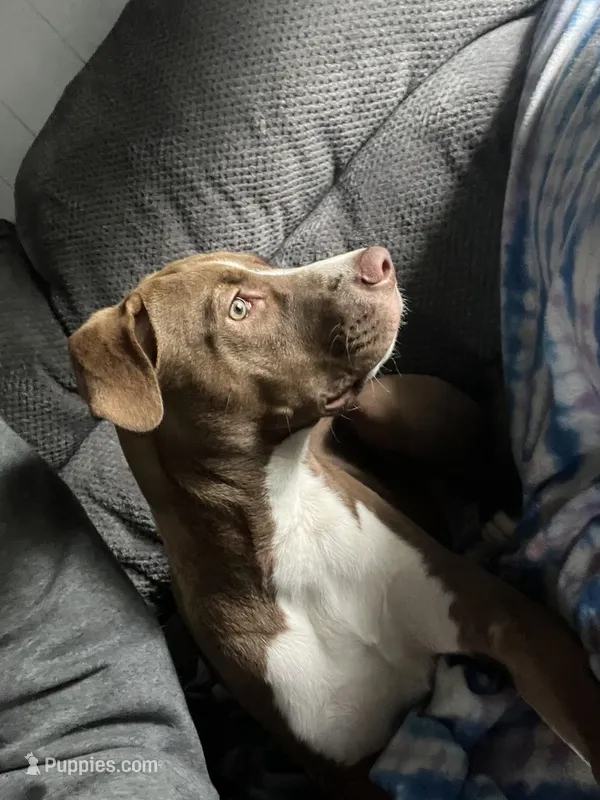 Scooby – American Pit Bull Terrier puppy for sale in Mansfield, OH