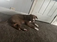 Scooby, a male American Pit Bull Terrier for sale in Mansfield, OH – Photo 2 of 3