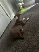 Scooby, a male American Pit Bull Terrier for sale in Mansfield, OH – Photo 3 of 3