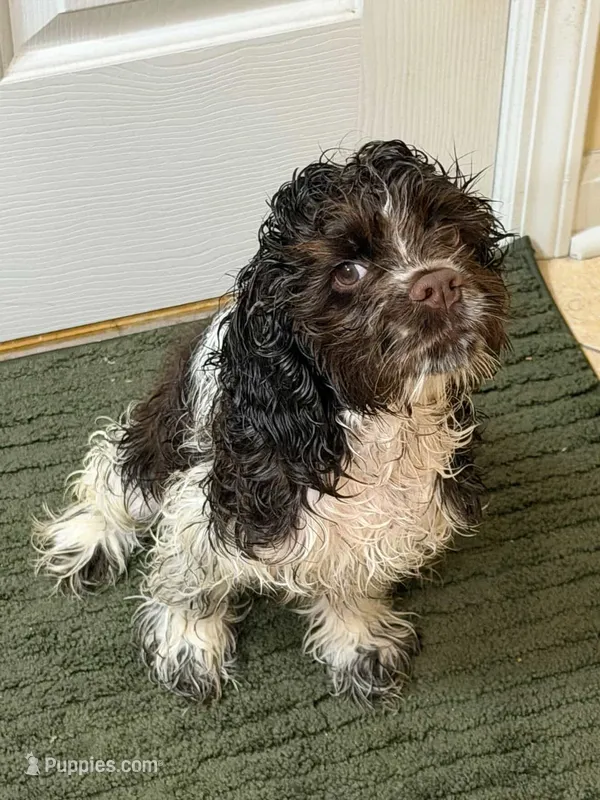 Tobby – Cocker Spaniel puppy for sale in Somerset, NJ