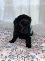 Socks, a male Maltese and Yorkshire Terrier for sale in Bakersfield, CA – Photo 5 of 8