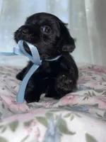Socks, a male Maltese and Yorkshire Terrier for sale in Bakersfield, CA – Photo 2 of 8